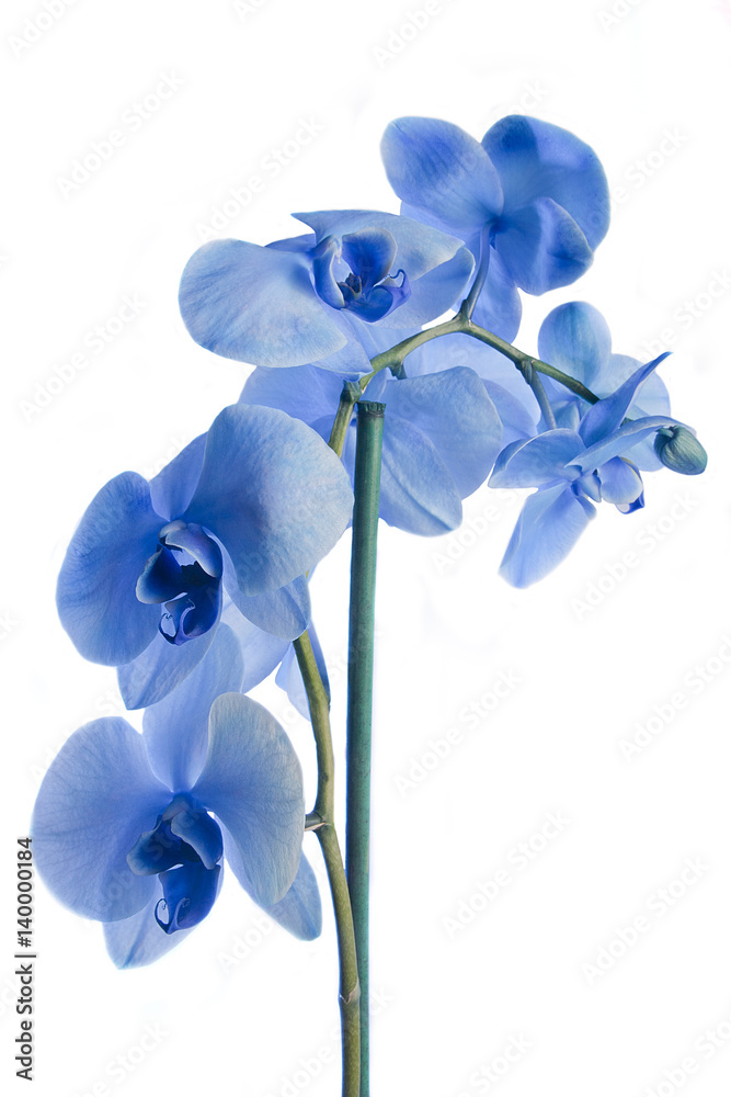 Beautifu; blue orchid flowers isolated on white background.