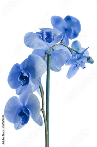 Beautifu; blue orchid flowers isolated on white background.