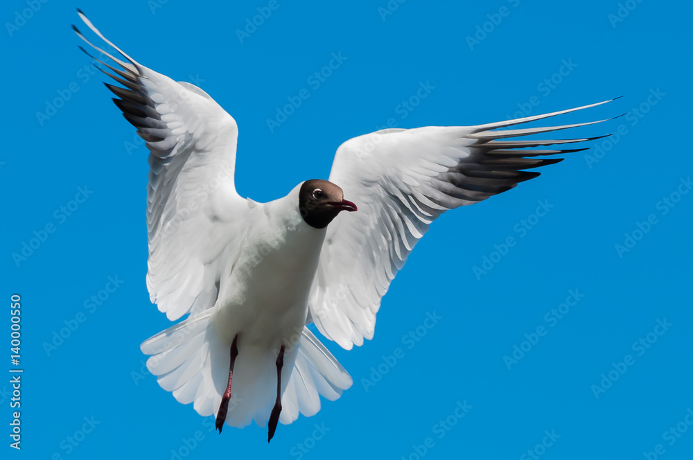 Obraz premium Gull in Flight