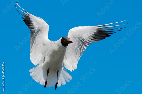 Gull in Flight