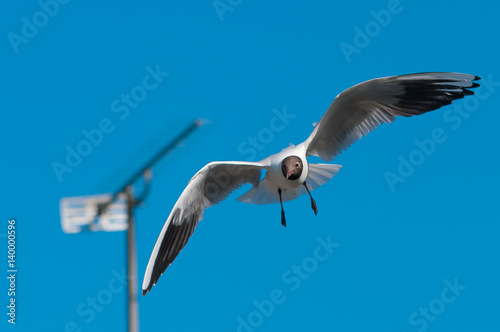 Gull in Flight