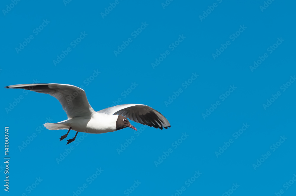 Obraz premium Gull in Flight