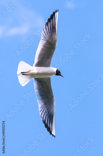 Gull in Flight