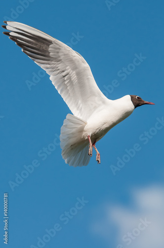 Gull in Flight