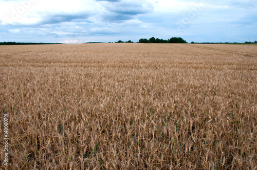 Wheat fields in the middle of the day
