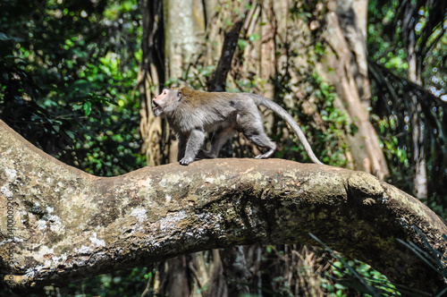Balinese macaque in Monkey Forest in Ubud, Bali © kovgabor79