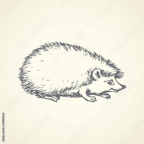 Hedgehog. Vector drawing