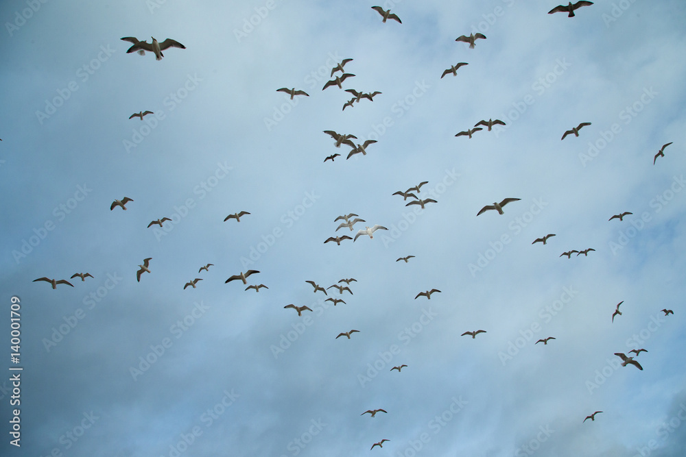 Fototapeta premium Wildlife