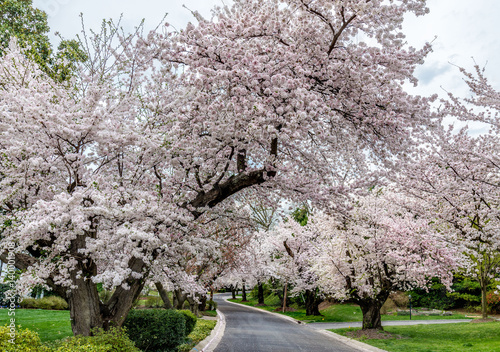 Cherry Blossoms 2 photo