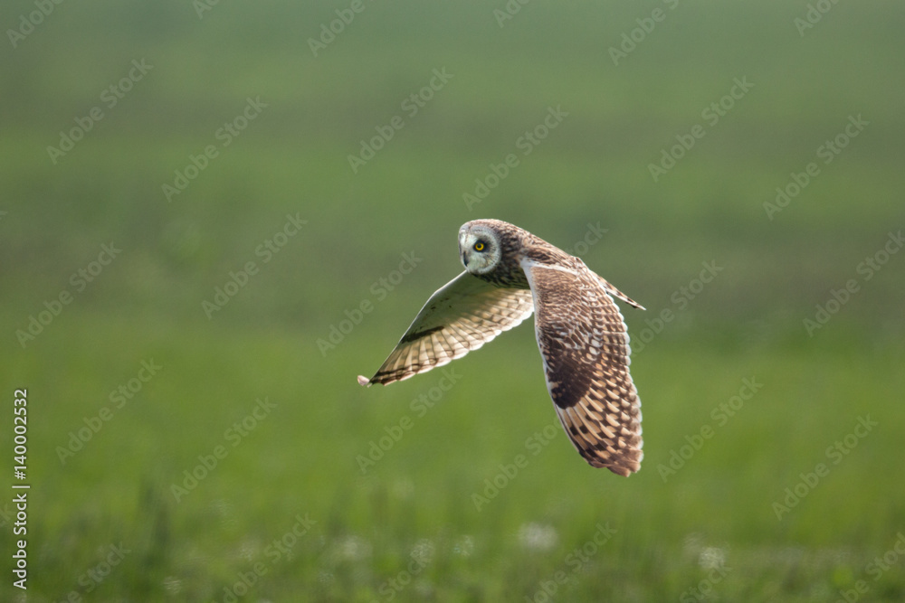 Obraz premium Wildlife