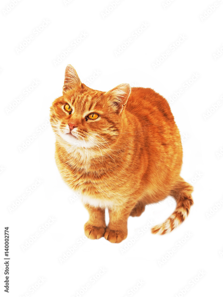 Ginger fluffy cat with amber eyes isolated on white background. A rufous cat is sitting and looking up.