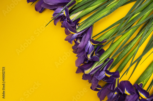 Fototapeta Naklejka Na Ścianę i Meble -  Iris flowers on a yellow background.