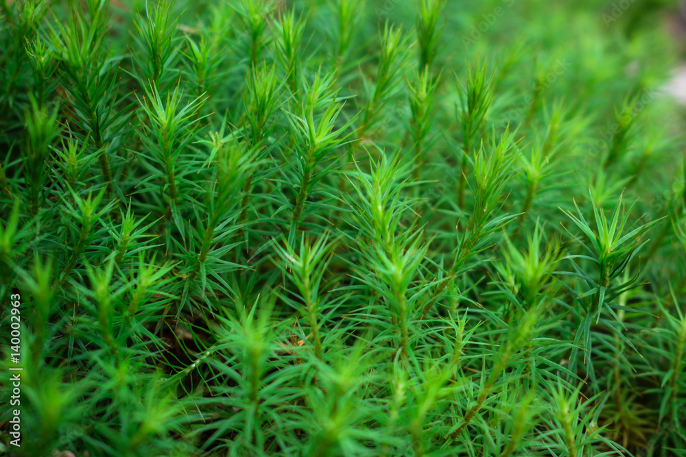 Fresh green moss. Spring Fresh green moss. Spring