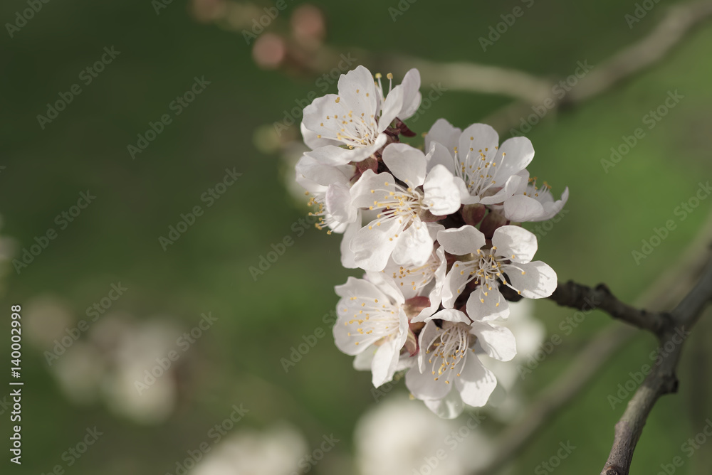 Apricot tree flower with buds and blossoms blooming at springtime, vintage retro floral background Apricot tree flower with buds and blossoms blooming at springtime, vintage retro floral background