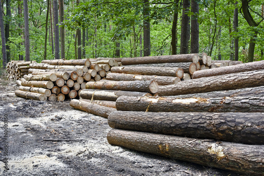 Stack of felled trees in the forest.
Felling old trees in the forest ready for transport. Stack of felled trees in the forest.
Felling old trees in the forest ready for transport.