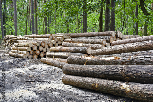 Stack of felled trees in the forest.
Felling old trees in the forest ready for transport.