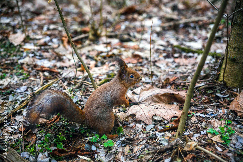 Squirrel jumping in the trees and playing in the park Squirrel jumping in the trees and playing in the park