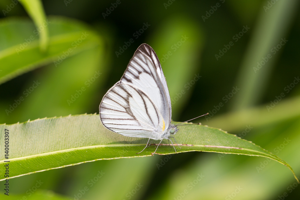 Obraz premium Butterfly on a green leaf