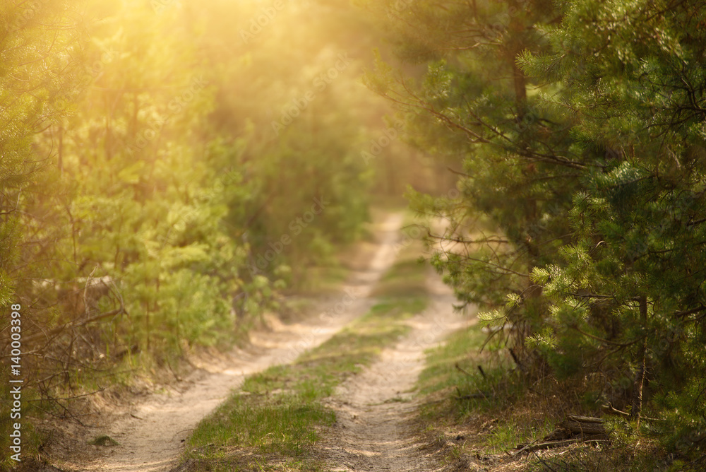 Naklejka premium Summer green forest with path and sun shining, natural outdoor seasonal background.