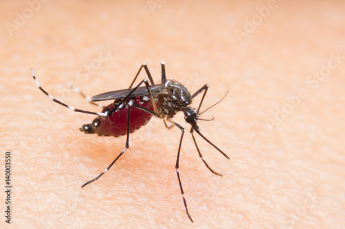 Mosquito Sucking Blood is carrier of Malaria/ Encephalitis/ Dangerous Zica viru, Macro shot