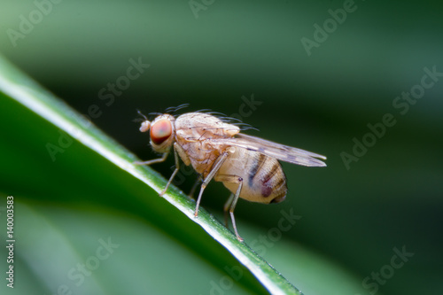 Image shots of fruit fly on the leaf