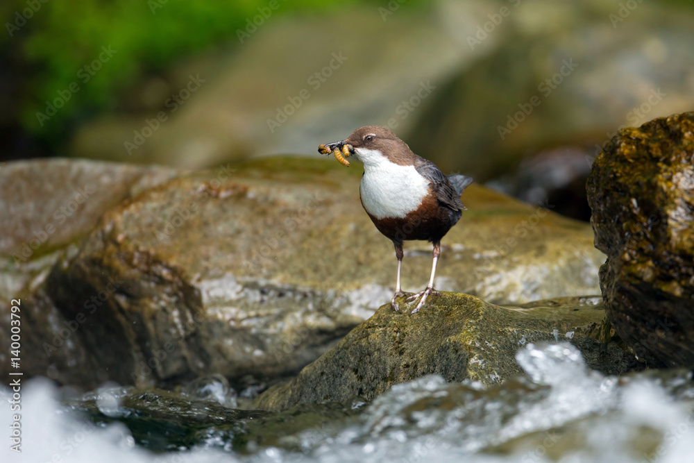 Wildlife Wildlife