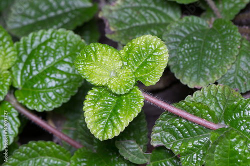 Fresh kitchen mint leaves in nature light for cooking or mix with drink or dessert photo