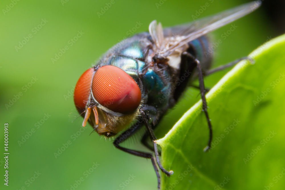 the fly sitting on the leaf