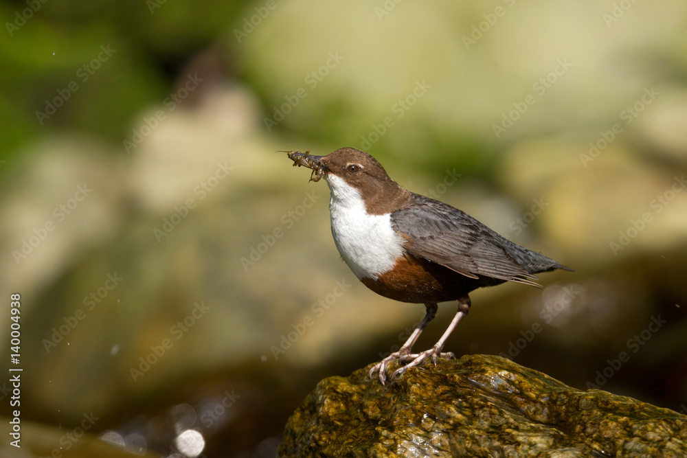 Wildlife Wildlife