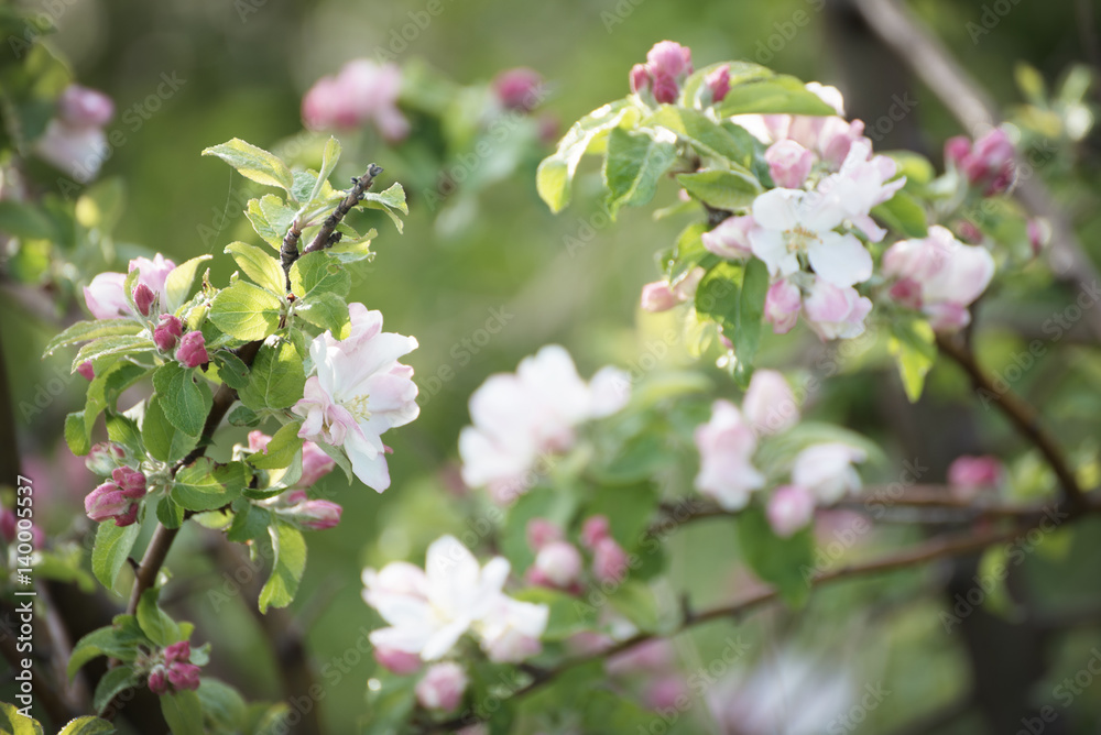 Apple tree flower blossoming at spring time, floral background Apple tree flower blossoming at spring time, floral background