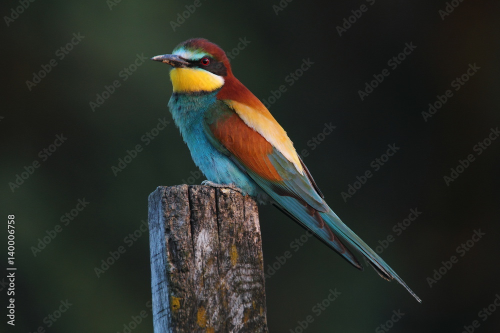 Obraz premium Animal