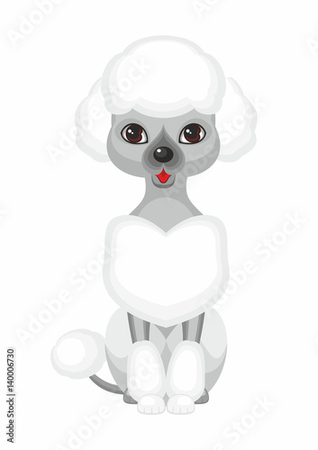 Grey Small poodle. Vector image of a cute purebred dogs in cartoon style.