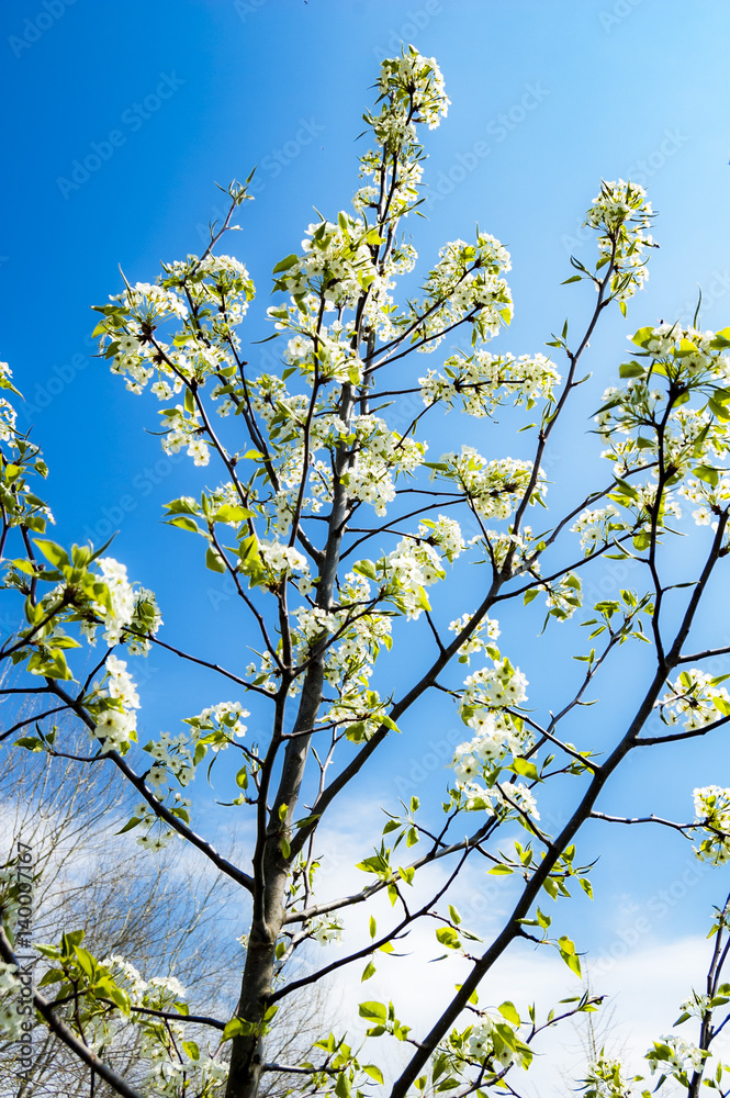 Fototapeta premium Spring looking up