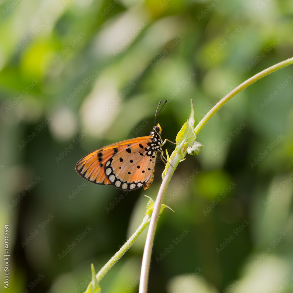 Butterfly Orange,sitting on green leaves Butterfly Orange,sitting on green leaves