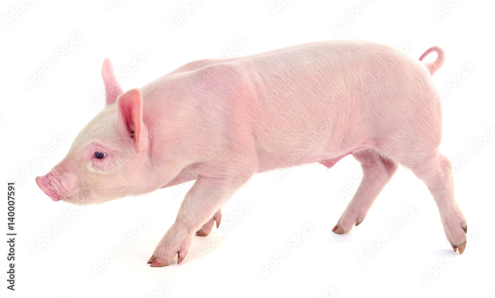 Pig on white. Pig on white.