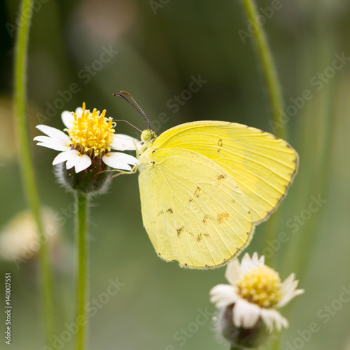 Butterfly on the flower. © AU USAnakul+