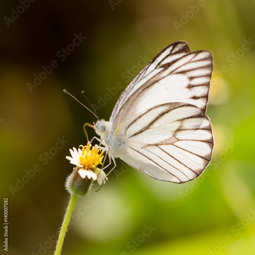 Butterfly on the flower. © AU USAnakul+