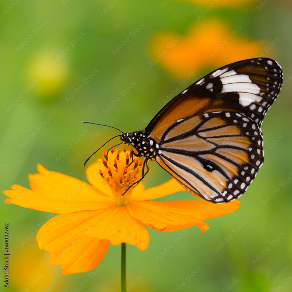 Monarch butterfly seeking nectar on a flower Monarch butterfly seeking nectar on a flower