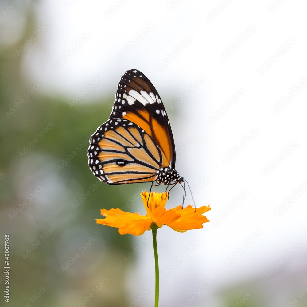 Fototapeta premium Monarch butterfly seeking nectar on a flower