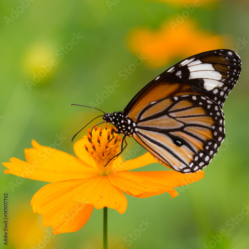 Monarch butterfly seeking nectar on a flower © AU USAnakul+