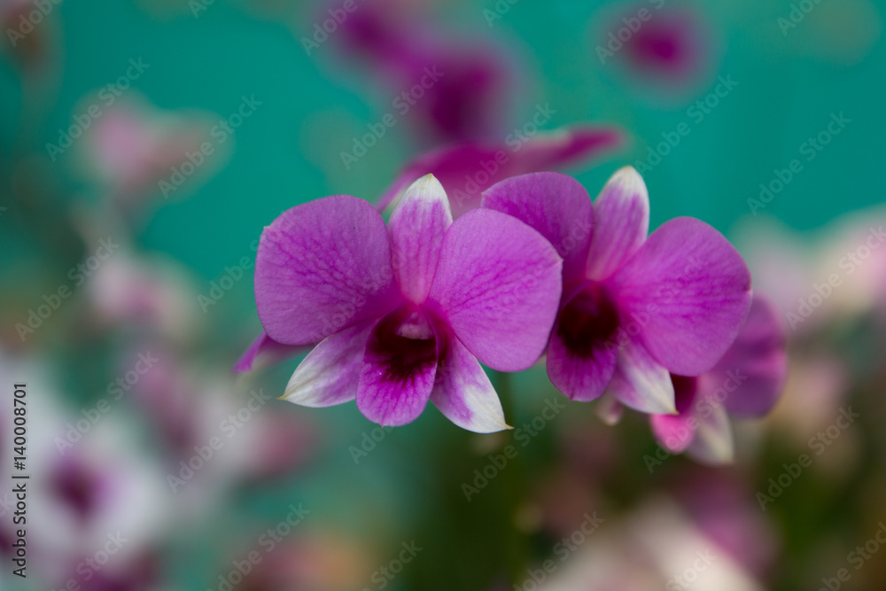 Pink orchid in the garden. Pink orchid in the garden.