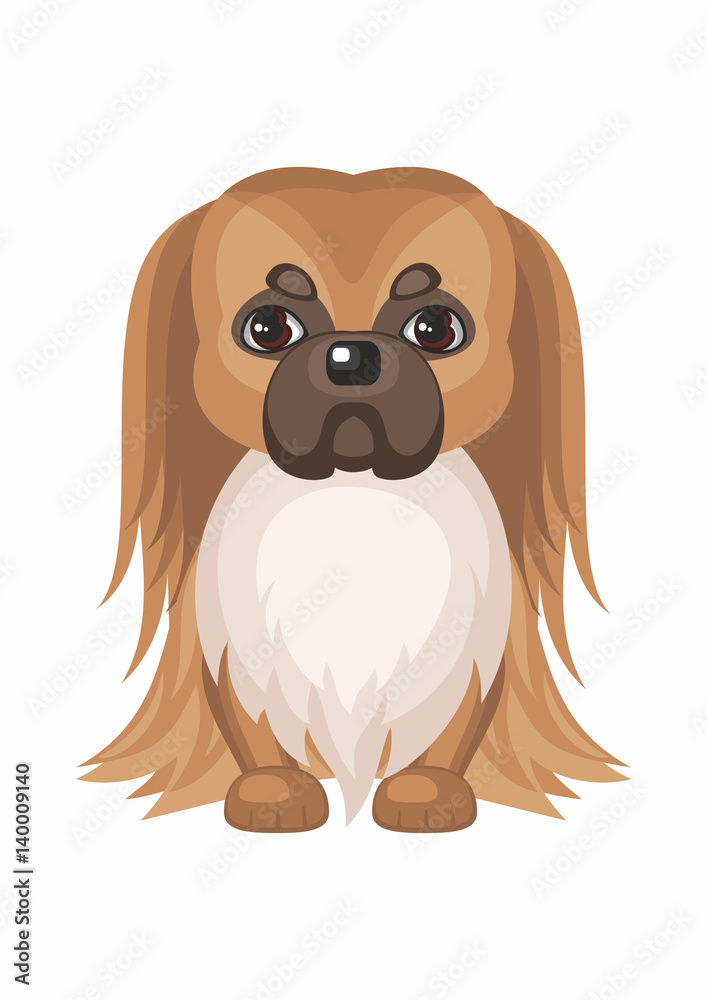 Pekingese. Vector image of a cute purebred dogs in cartoon style.