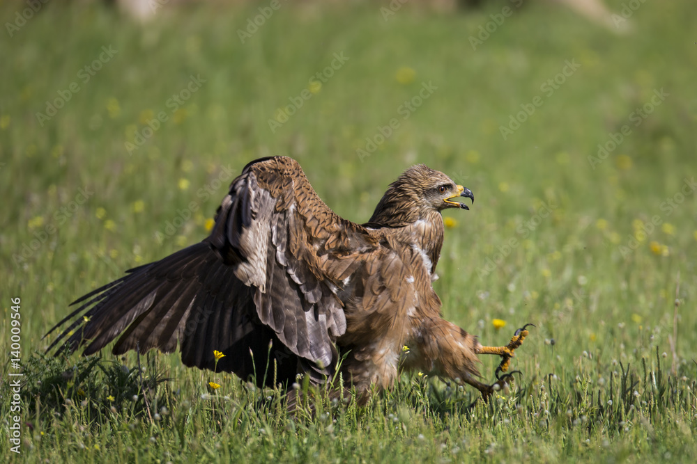 Obraz premium animal