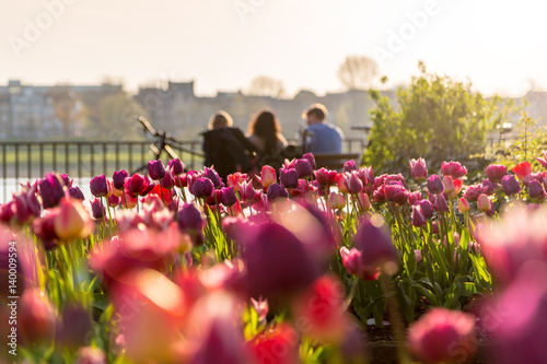 Frühling Tulpen Gegenlicht