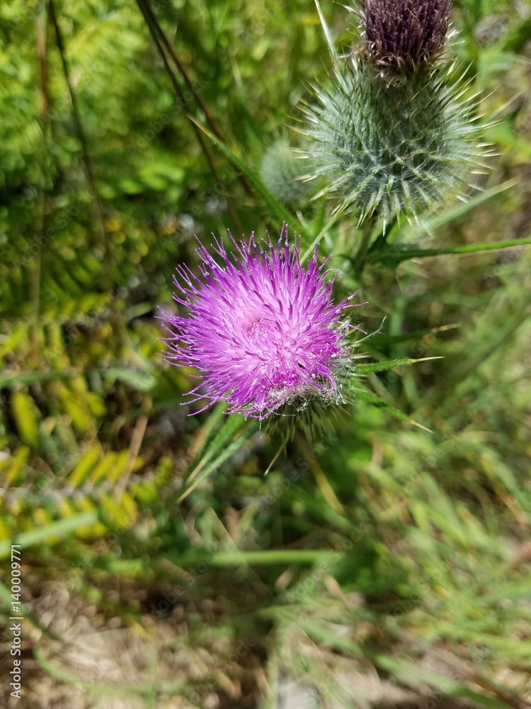 Thistle flower.