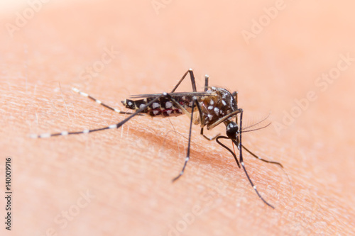 Close-up of a mosquito sucking blood, mosquito causing dengue fever and malaria. © AU USAnakul+