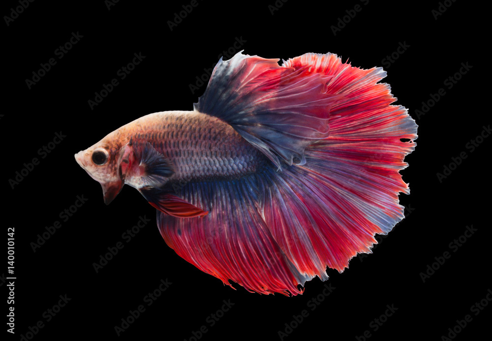 Betta fish on black background. Betta fish on black background.