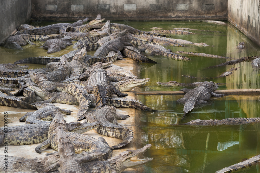 Fototapeta premium Crocodiles Resting In A Crocodiles Farm. Thailand