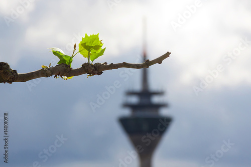 Frühling in Düsseldorf