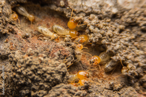 Termites nesting